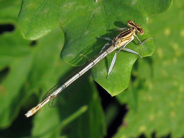 Femelle agrion  larges pattes