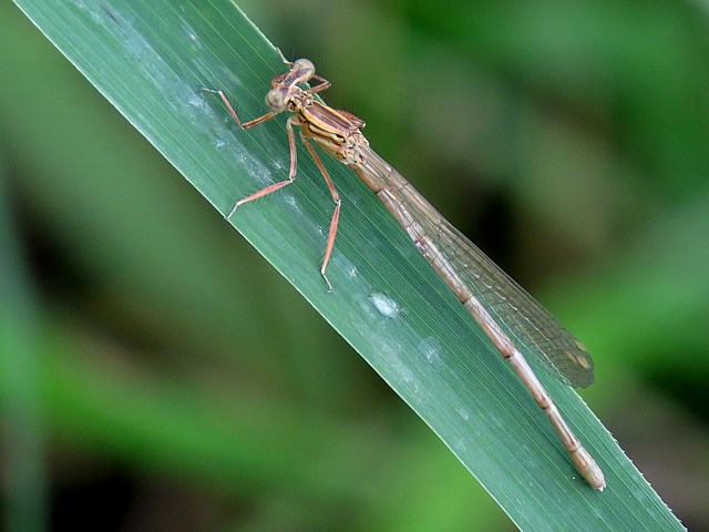 Agrion  larges pattes immature