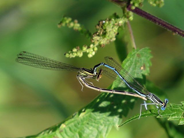 Accouplement d'agrions à larges pattes