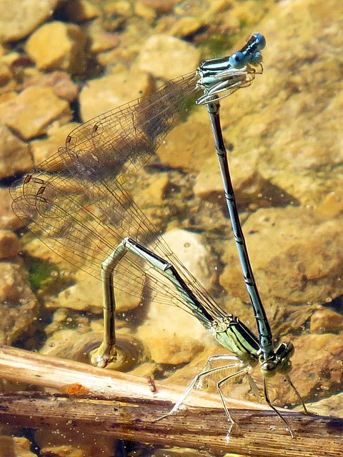 Ponte de l'agrion  larges pattes