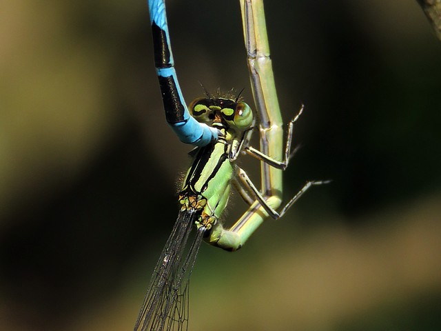 Agrion porte-coupe, enallagma cyathigerum