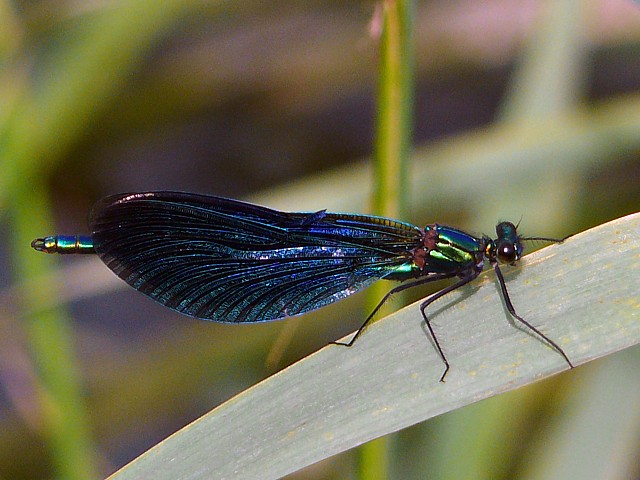 Caloptryx vierge - calopteryx virgo