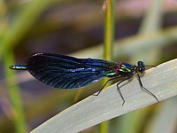 caloptéryx vierge, calopteryx virgo