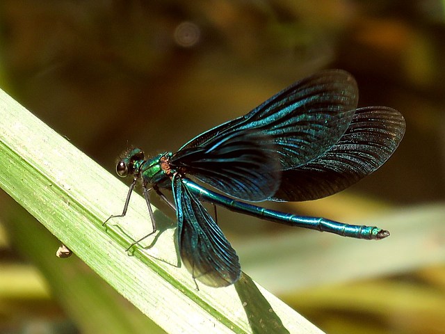 Caloptryx vierge - calopteryx virgo