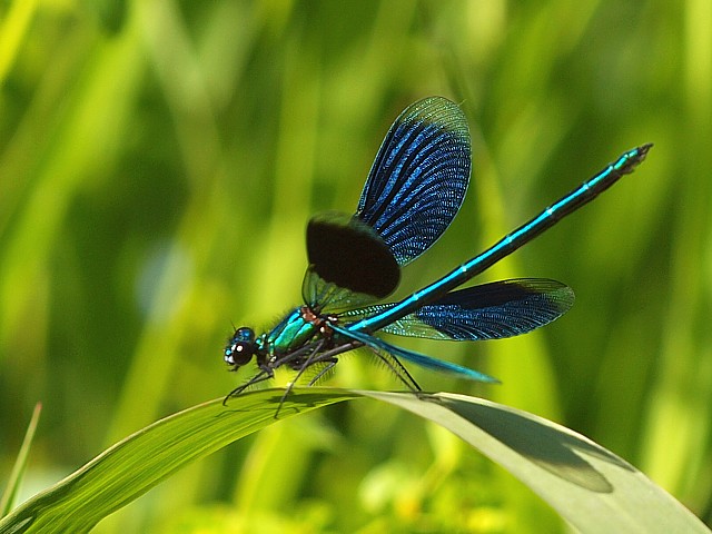 Caloptryx clatant, calopteryx splendens