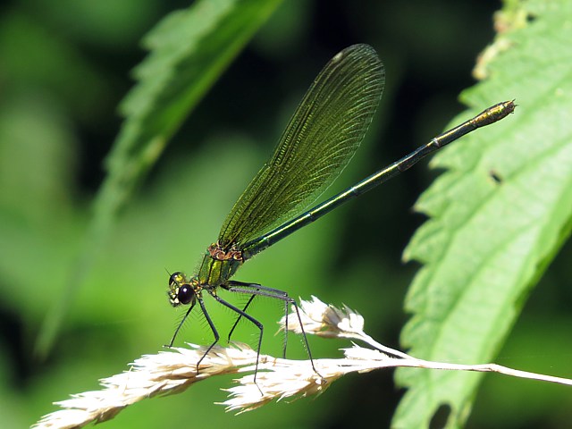 Caloptryx clatant - calopteryx splendens