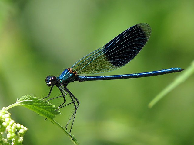 Caloptryx clatant, calopteryx splendens