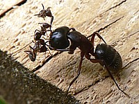 Attaque de fourmis