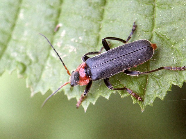 Cantharide, cantharis fusca