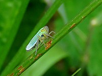 Cicadelle verte, cicadella viridis