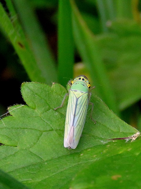 Cicadelle verte femelle, cicadella viridis