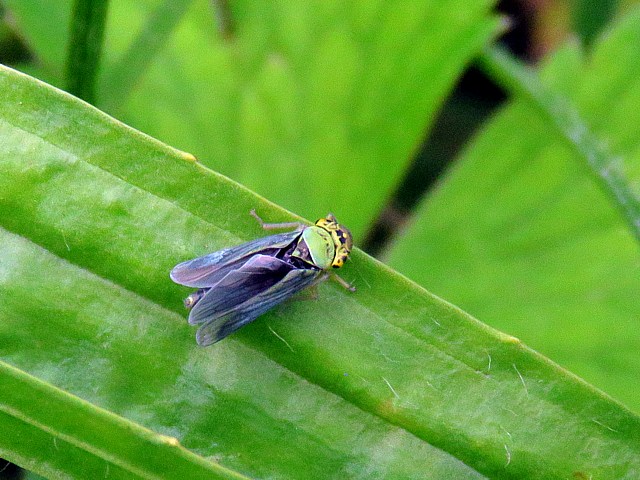 Cicadelle verte, mâle