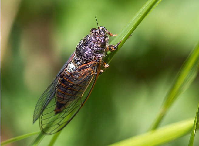 Cigale de montagne, cicadetta montana
