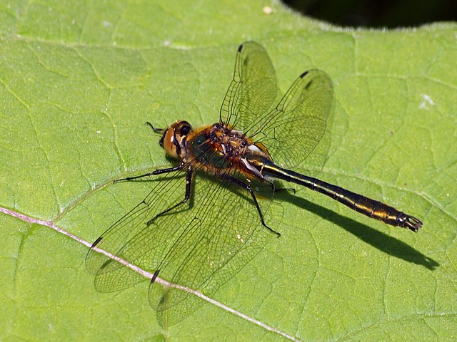 Cordulie bronze, cordulia aenea