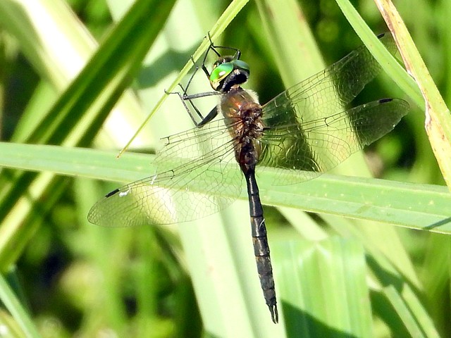 Cordulie  taches jaunes, somatochlora flavomaculata