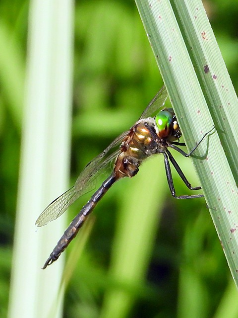 Cordulie  taches jaunes, somatochlora flavomaculata