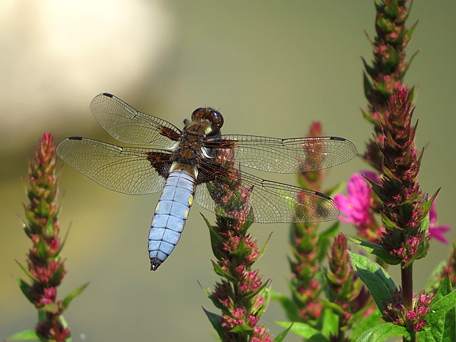 Libellule déprimée, libellula depressa