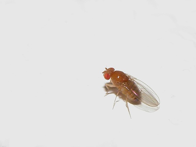 Drosophile - drosophila melanogaster