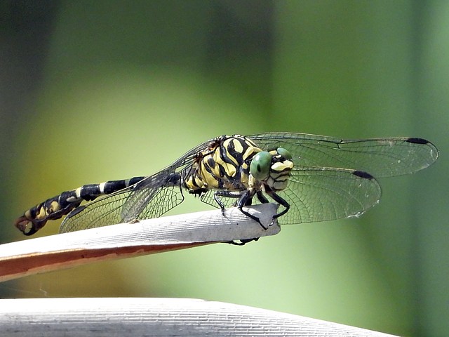 Gomphe  pinces, onychogomphus forcipatus