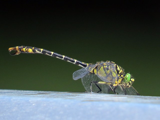 Gomphe  pinces, onychogomphus forcipatus