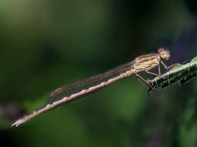 Leste brun, sympecma fusca