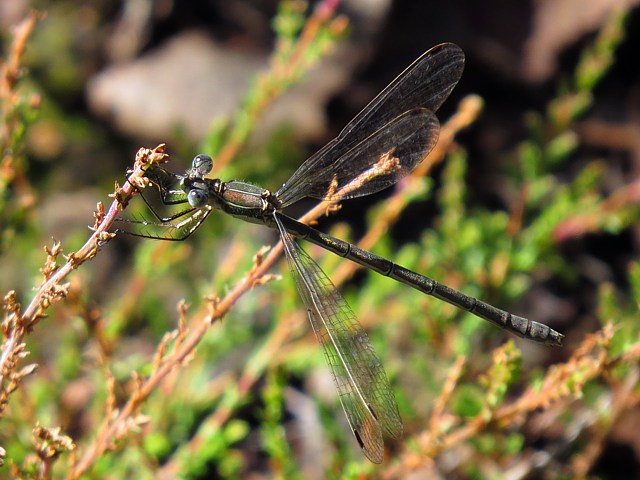 Leste fianc, lestes sponsa