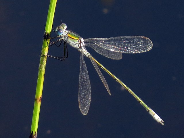 Leste fianc, lestes sponsa