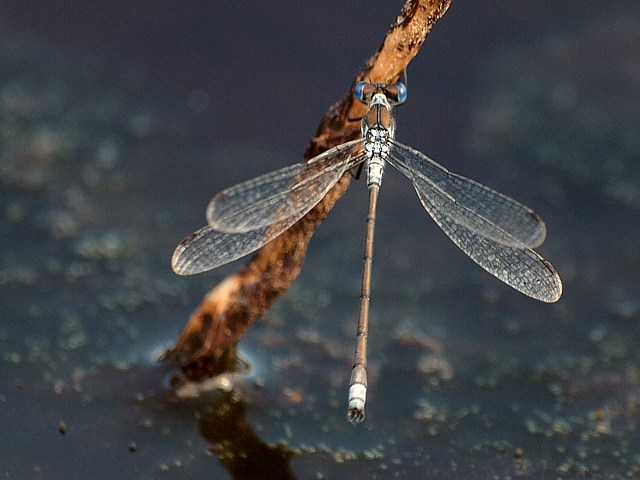 Leste fianc, lestes sponsa