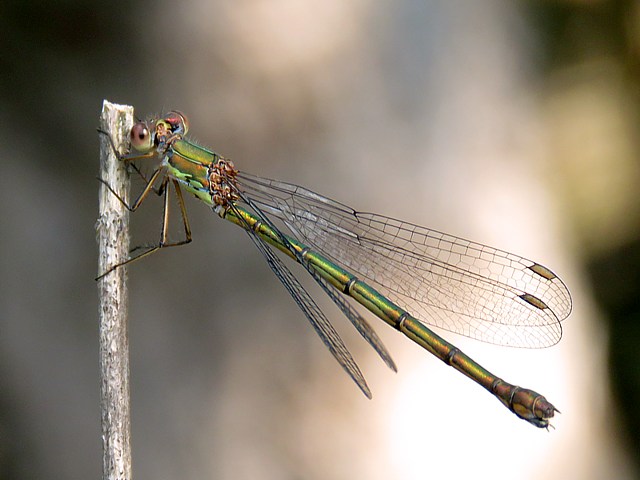 Leste vert, lestes viridis