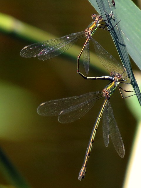 Leste vert, lestes viridis