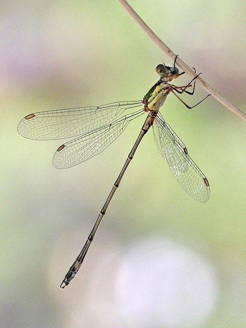 Leste vert, lestes viridis