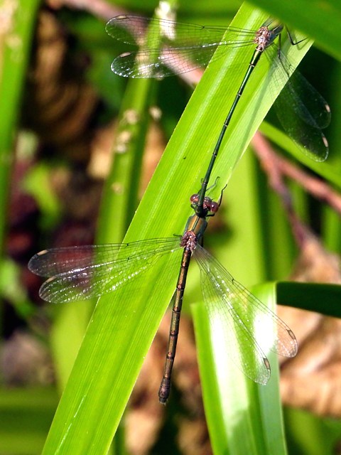 Accouplement de lestes verts