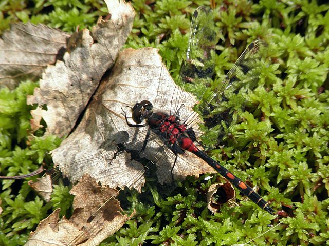 Leucorrhine douteuse - leucorrhinia dubia