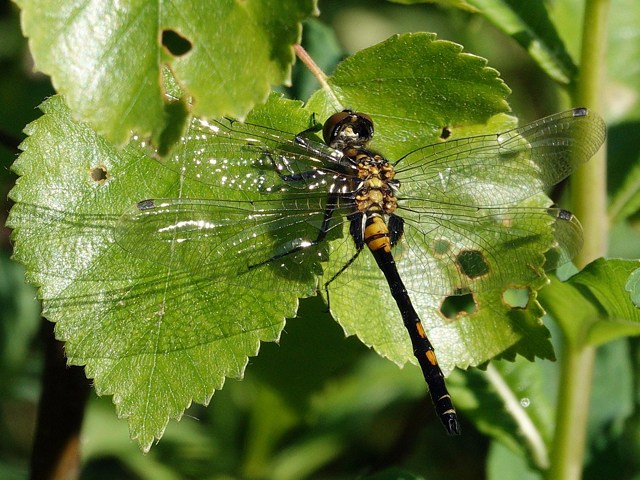 Leucorrhine douteuse femelle