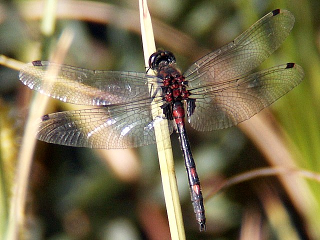 Leucorrhine ribiconde - leucorrhinia rubicunda