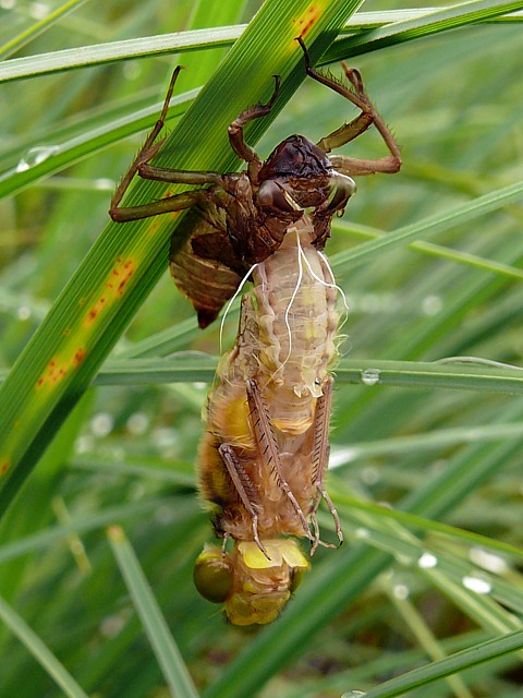 Naissance d'une libellule, extraction de la nymphe