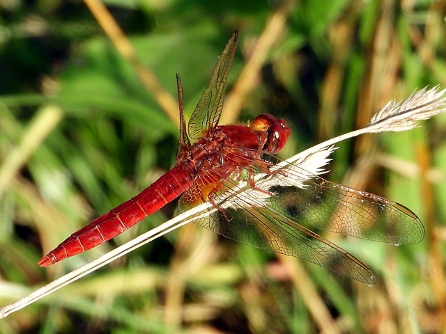 Libellule écarlate, crocothemis erythraea