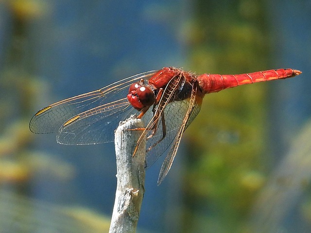 Libellule carlate, crocothemis erythraea