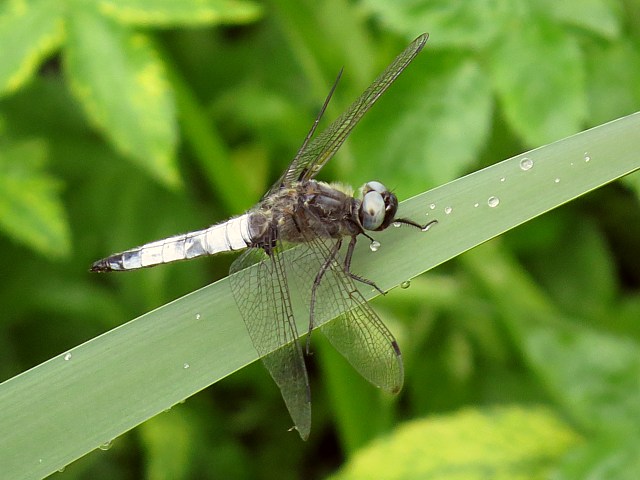 Libellule fauve, libellula fulva