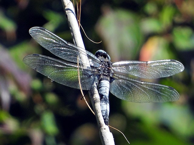 Libellule fauve, libellula fulva