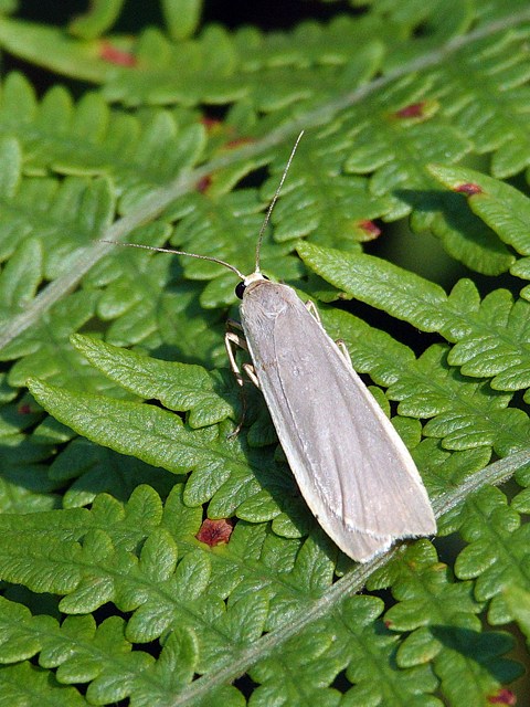 Lithosie ocre, eilema depressa