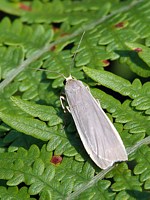 lithosie ocre, eilema depressa