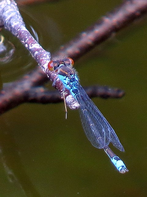 Naade au corps vert, erythromma viridulum