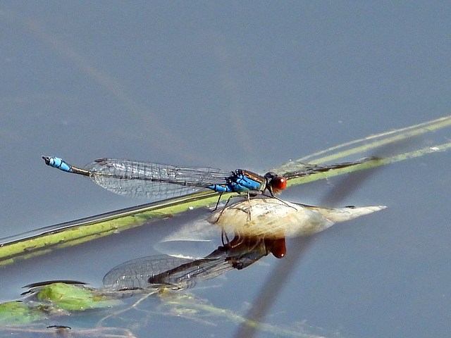 Naïade au corps vert, erythromma viridulum