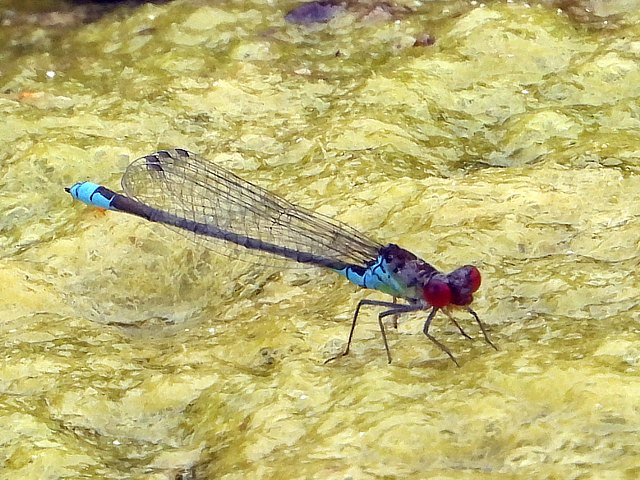 Naïade au corps vert, erythromma viridulum