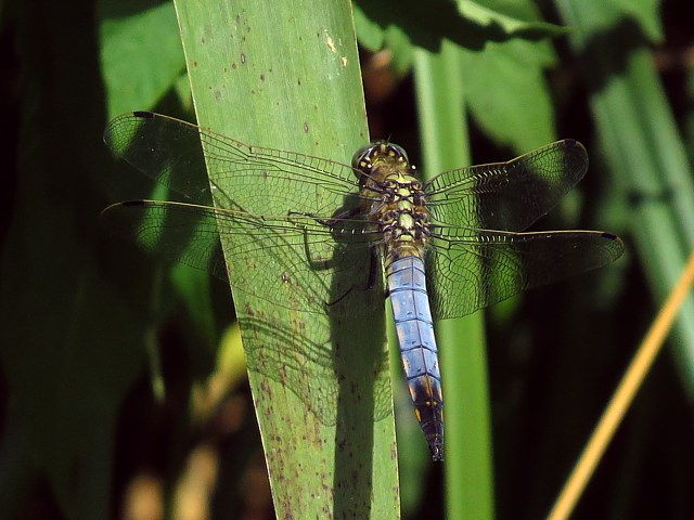 Orthtrum rticul, orthetrum cancellatum