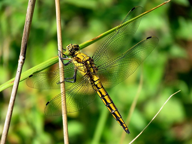 Femelle orthtrum rticul