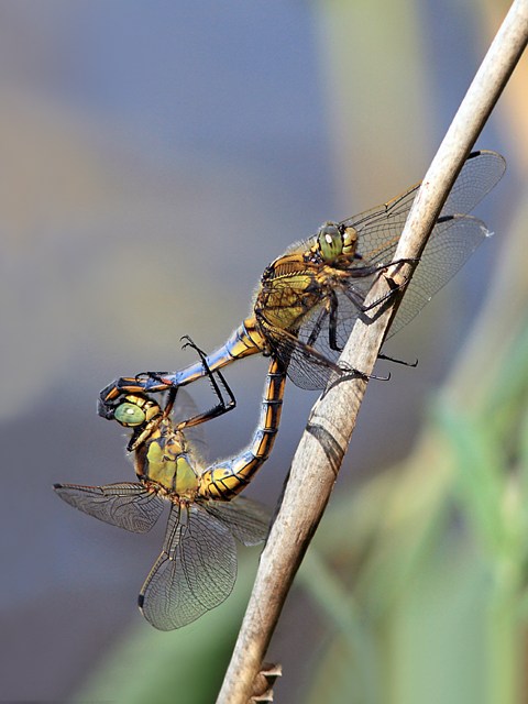 Accouplement d'orthtrums rticuls