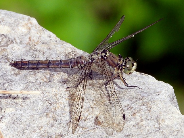 Orthtrum brun, anax imperator