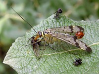 Panorpe dévorant un insecte